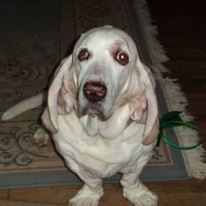 Meet your Posher, Donna